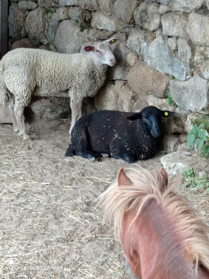 Ferme De Fenivou Villa Boulieu-les-Annonay Dış mekan fotoğraf